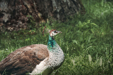 Vibrant peacock struts on grass by a tree and rocks.