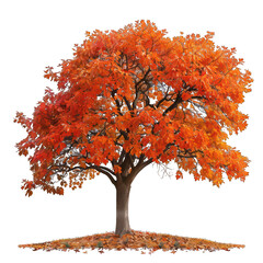 PNG Autumn tree plant 