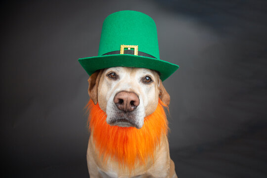 Labrador retriever dressed as a leprechaun wearing a beard and hat for St Patrick's Day