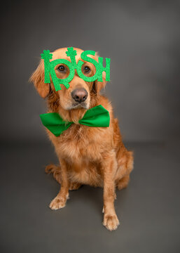 Golden Retriever wearing IRISH sunglasses for St Patrick's Day