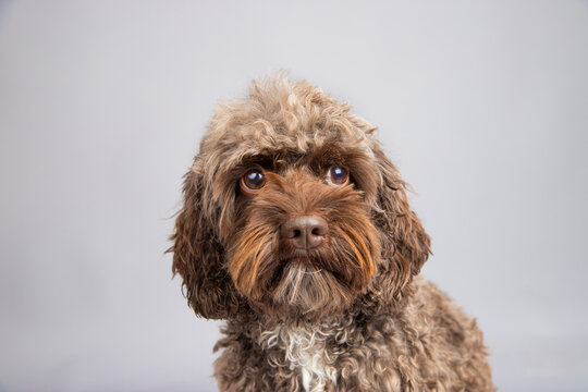 Close-up portrait of a brown miniature cockapoo against a grey background