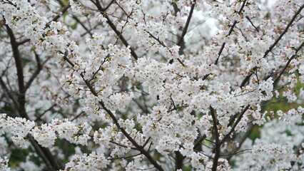 The beautiful pink and white flowers blooming in spring