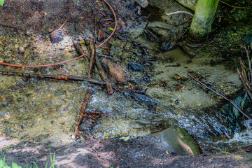 Beach Park Stream Close-up