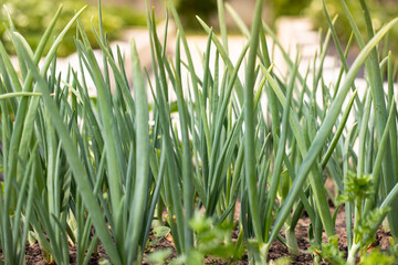 Green Onion grown in soil