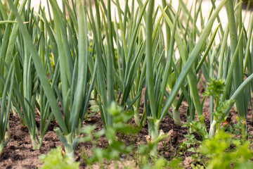 Green Onion grown in soil