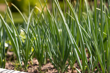 Green Onion grown in soil