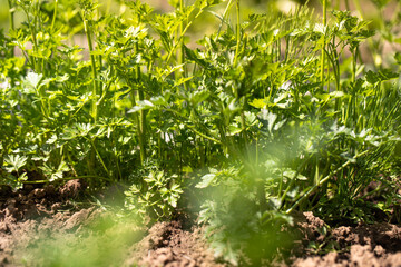 Growing parsley, parsley plant in spring in soil