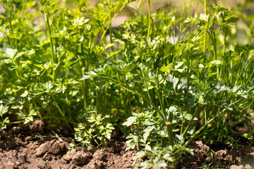 Growing parsley, parsley plant in spring in soil