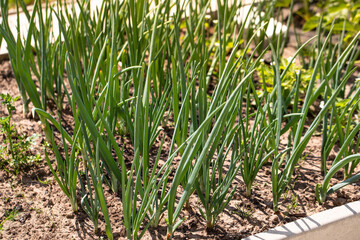 Green Onion grown in soil