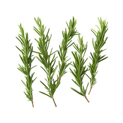 Fototapeta premium rosemary isolated on white