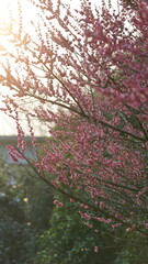 The beautiful pink and white flowers blooming in spring
