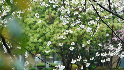 The beautiful pink and white flowers blooming in the rainy day in spring