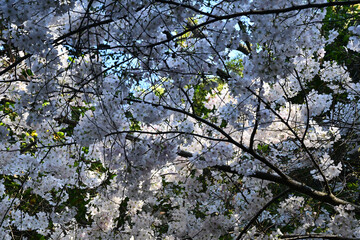 Cherry Blossom Trees Bloom Branches