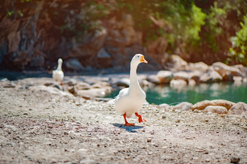 White Duck Walking Near Turquoise Lake. White duck walking on rocky shore near a turquoise lake with another duck in the background.