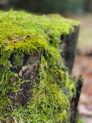 Lush Moss