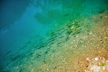 Clear Water with Fish Near Rocky Shore. Clear turquoise water with fish swimming near a rocky shore.