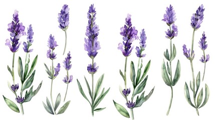 Set illustration of watercolor province lavender isolate on white background