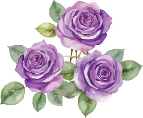 beautiful purple roses watercolor isolated. Vector illustration