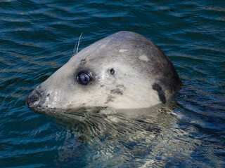 portrait of a gray seal on a blurred background