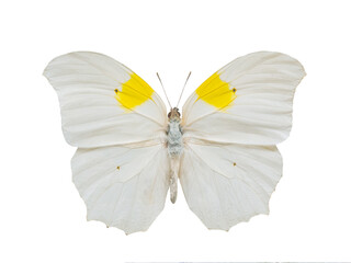 Fototapeta premium Anteos clorinde butterfly isolated on white background