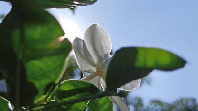 Wrightia antidysenterica flower