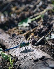 Dragonfly perches by dead trees on ground