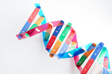 Deoxyribonucleic acid or DNA, double helix chains structure formed by base pairs attached to a sugar phosphate backbone.