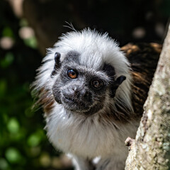 portrait du petit singe