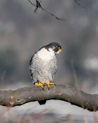 peregrine falcon perched