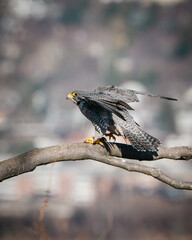 peregrine falcon