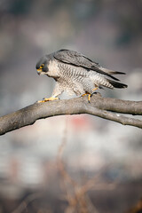 peregrine falcon