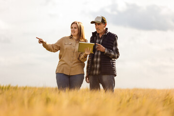 Two agronomists or farmers check the quality of the grains in the middle of a wheat field. They...