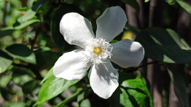 Wrightia antidysenterica flower
