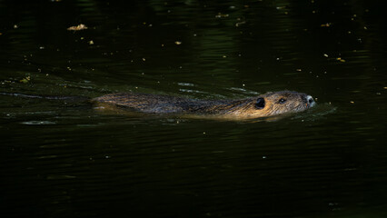 Eurasian beaver, Castor fiber, swimming in water.