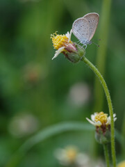 a butterfly is on the flower in rainy season, blur background, green background, macro picture, butterfly in macro, flowers in macro