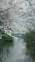 The beautiful pink and white flowers blooming in the rainy day in spring