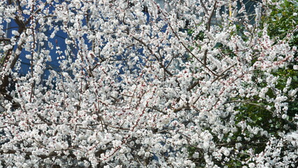The beautiful pink and white flowers blooming in spring