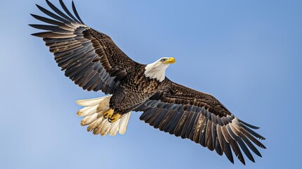 Obraz premium majestic bald eagle soaring through the sky a symbol of freedom and power wildlife photography