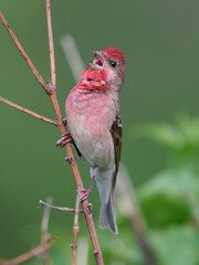 Common rosefinch (Carpodacus erythrinus)