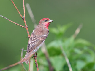 Common rosefinch (Carpodacus erythrinus)