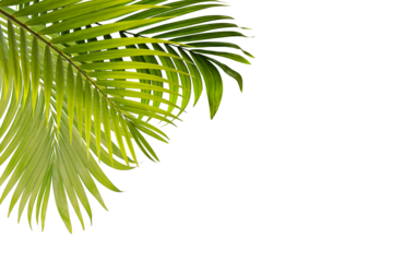Copy space with Palm leaves corner border on transparent backgrounds