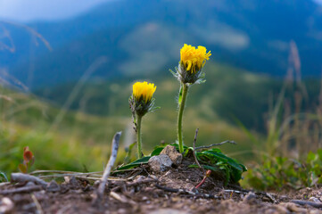 Two yellow Hieracium alpinum flowers close up on the edge of a cliff. Flowers against a blurred...