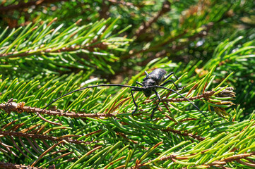 Monochamus, longhorn beetles, commonly known as sawyer beetles or sawyers close-up on green needles