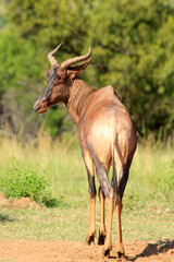 Kgalagadi Transfrontier Park one of the great parks of South Africa wildlife and hospitality in the Kalahari desert