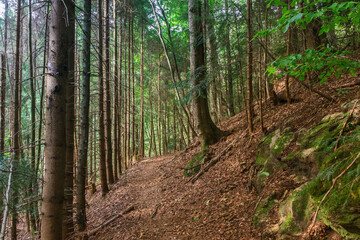 Forest path in a coniferous forest. Pedestrian tourist path on a steep slope