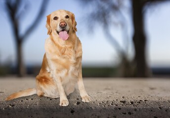 Happy smart cute dog posing