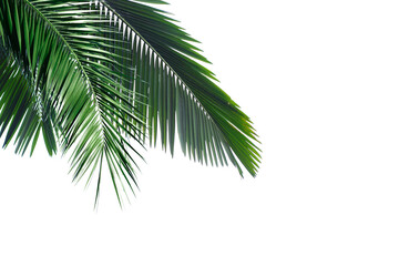 Palm trees branch foliage cut out backgrounds