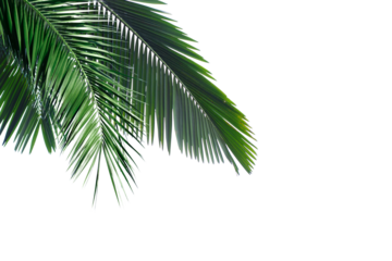Palm trees branch foliage cut out backgrounds