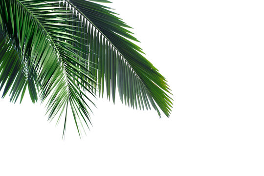 Palm trees branch foliage cut out backgrounds