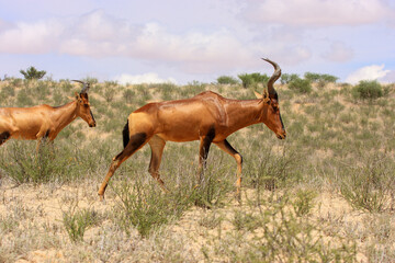 kudu Kgalagadi Transfrontier Park one of the great parks of South Africa wildlife and hospitality in the Kalahari desert